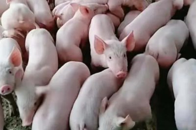 仔猪出生两天后为什么会腹泻，可能是母猪奶水中母源抗体不足