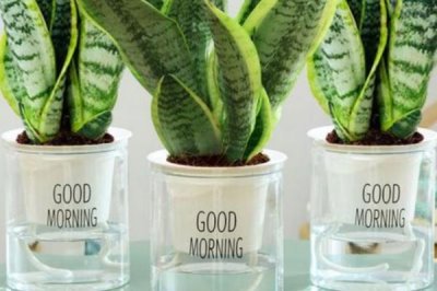 水培虎皮兰如何快速生根,刚上盆养护的小苗需要经常换水