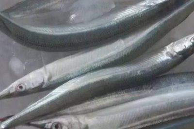 皮颔好不好养，有一定的饲养难度