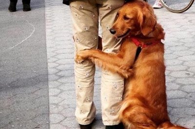 狗吃巧克力会出什么问题,轻则上吐下泻、重则危及生命