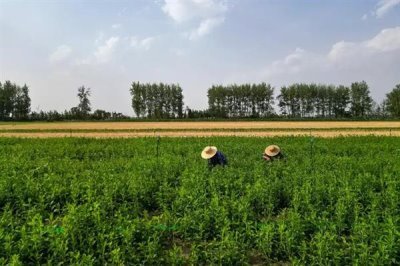 白术苗前除草剂的的选择,氟乐灵乳油和草胺乳油适合播种前除草