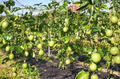 百香果未来的种植前景,需求较多目前来看前景较好