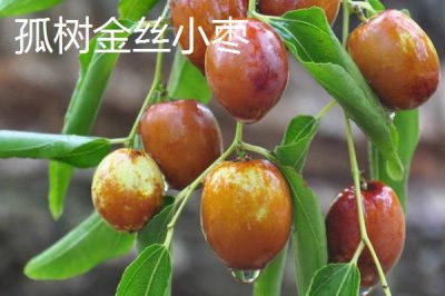 河北秦皇岛有哪些特产,昌黎葡萄畅销全国各地