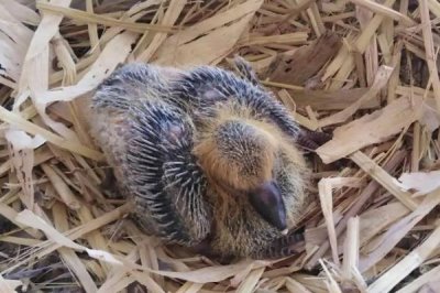 鸽子冬天最多孵化几天,最多可以孵化二十天左右