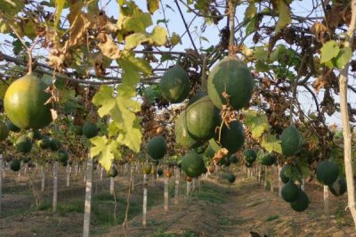 种植瓜蒌的前景,目前来看市场需求较大