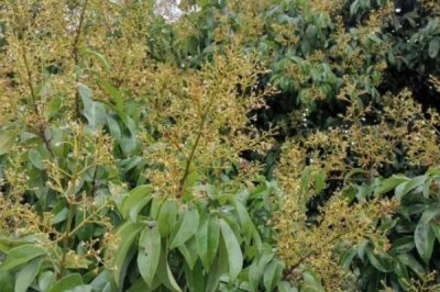 荔枝花芽分化条件，足够的养分有助于植株花芽分化