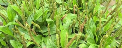 栽培车前草的经济效益，一亩地的纯利润为4000元左右