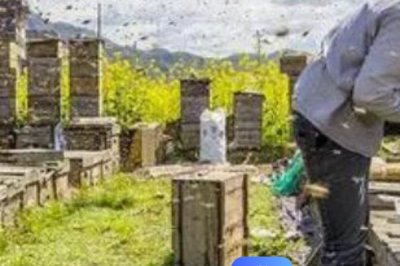 养蜂有没有补贴,取决于当地的政策