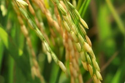 花优33水稻品种的特性，每亩栽插0万－5万穴
