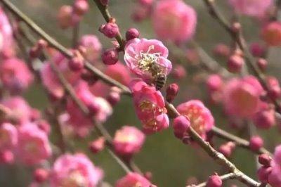 梅花烂根的原因，土壤不适或浇水过多均会导致