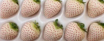 白草莓和菠萝莓有什么区别,产量低的价格自然贵