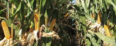 辽单806玉米品种简介，密度4000株/亩左右