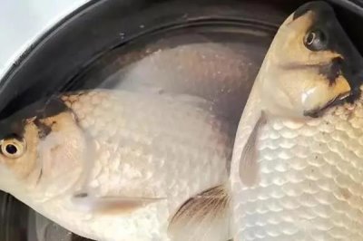 螺鲤2号野钓可以和什么搭配,可选择野战蓝鲫、螺鲤3号等