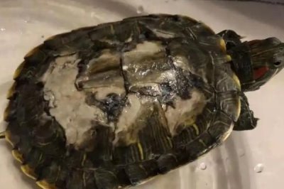 巴西龟外壳翘能恢复吗，要看它们翘壳的情况