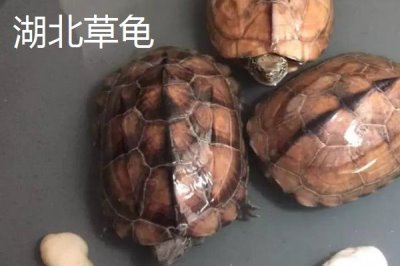 中华草龟分布省份,不同地区的中华草龟有所区别
