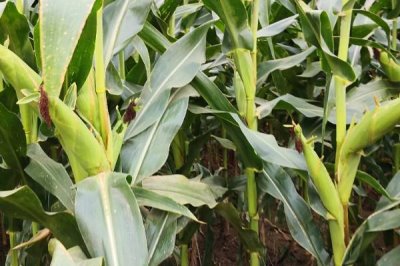 长城328玉米种子特点，高抗茎腐病