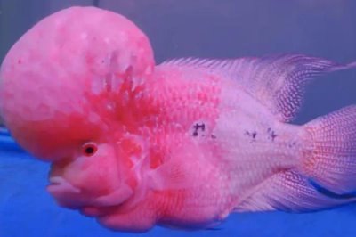 罗汉鱼起头的原因,是因为它们有起头的基因