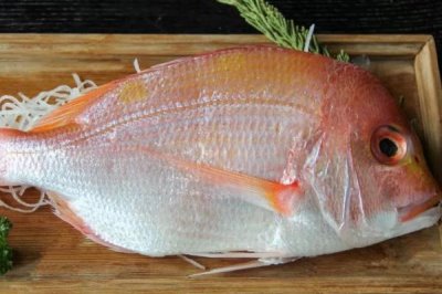 什么是鲷鱼,属于鲈形目、丽鱼科鱼类