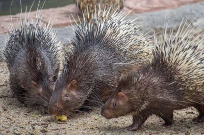 特种豪猪引种与驯化要注意什么,引种需选择正规厂家