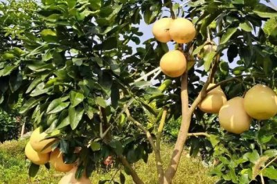 采摘柚子之后怎么管理,可在根部周围填埋农家粪肥