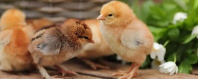 小鸡养几个月可以吃,通常需要根据养殖方式而定