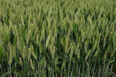 洛麦40小麦品种简介，适宜播种期10月上中旬