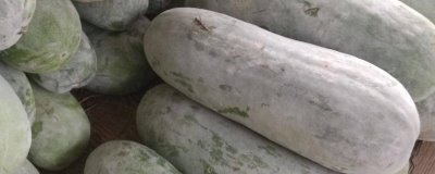 冬瓜贮藏方法,可单层摆放进行架藏