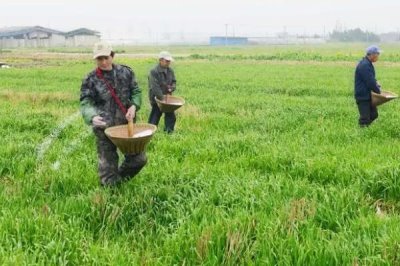 使用氮肥要注意什么，不能和碱性肥料、有机肥一起使用