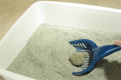 如何去除猫尿骚味，可以选择更加吸味的猫砂