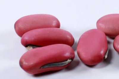 刀豆种子如何浸泡催芽,提高发芽率和成活率