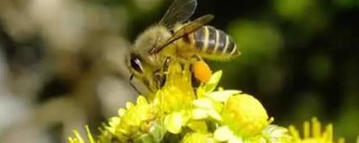 将两群蜂合并成双王群的方法,将蜂群转移到蜂箱两侧再喷洒蜂蜜水可混淆群味