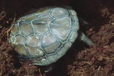 乌龟冬眠时皮肤变红的原因,可能是患有烂甲病或垫材掉色导致