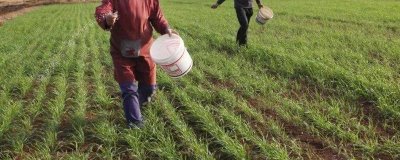 春季小麦如何注意水肥,低产麦田可追施单一氮肥