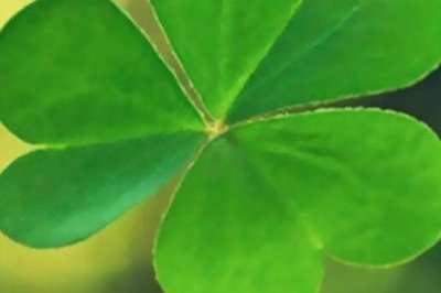 倒心形叶子植物有哪些，常见的有四叶草、心叶桉、心叶球兰等