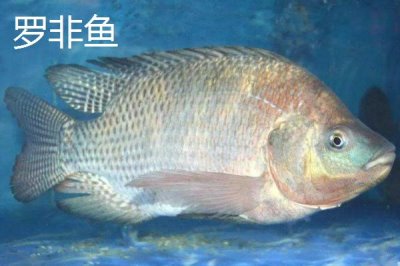 蚯蚓钓鱼法,是名副其实的“万能饵料”