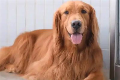 农村养什么动物可以赚钱,毛驴、鹅、野猪等动物值得选择