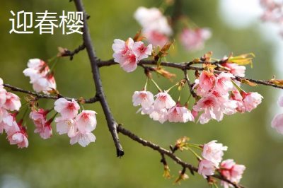 樱花的花期,常在3-4月份开放