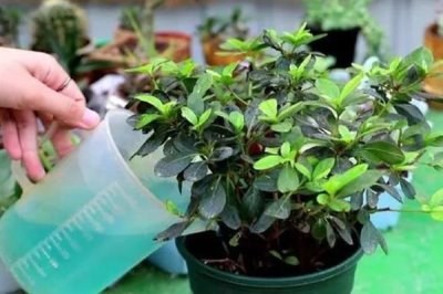 哪些植物可以使用硫酸亚铁肥料，包含山茶花、龟背竹、文竹等品种