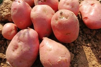 马铃薯的品种介绍,有不同颜色的