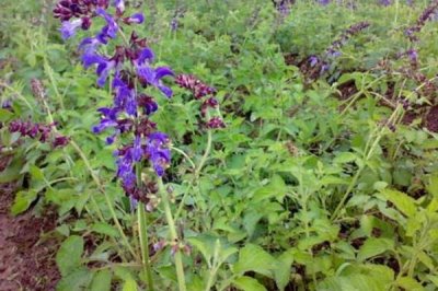 江西种哪些药材比较赚钱,半夏、板蓝根、金银花等品种可以考虑