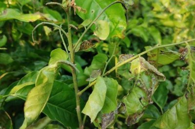 黄皮果根腐病如何防治,通常集中在多雨的夏季