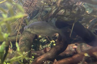 鳑鲏鱼选择钓底还是离底，在水域浅层活动比较多通常选择离底