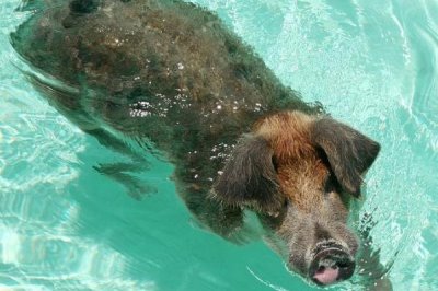 牛羊猪会游泳吗,都天生具有游泳的本领