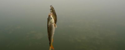 春天钓鲫鱼是钓远还是钓近，根据气温决定