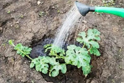 移栽后的西瓜苗怎么管理，追施钙肥可促进根系发育