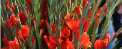 剑兰如何养殖以及要注意什么,适当增温可缩短栽培周期