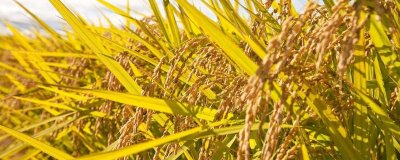 昌两优丝苗水稻种子特征特性,全生育期晚稻115.9天