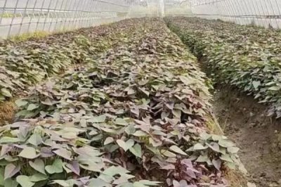 紫薯的市场前景，市场的覆盖率广且加工模式多