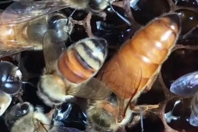 蜂王的作用,主要是产卵