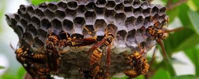 马蜂报复的原理,依靠信息素标记入侵者并引导蜂群攻击